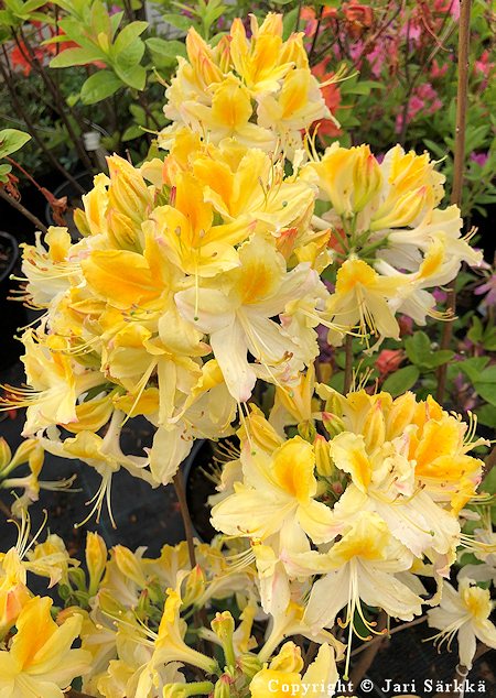 Rhododendron Lights-Ryhm 'Northern Hi-Lights', revontuliatsalea